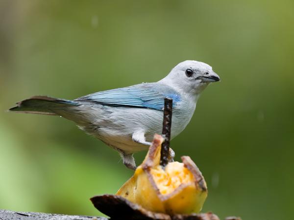 <h3><a href="/trips/costa-rica/biota/animalia/chordata/aves/040 passeriformes/127 thraupidae/thraupis episcopus/thraupis episcopus-nl.html">Thraupis&nbsp;episcopus</a> / Blue‑grey&nbsp;tanager / Bisschopstangare</h3>OM-1 Mark II met OLYMPUS M.150-400mm F4.5, 1/1000 sec  bij F4.5, ISO 10000, afstand 3.63&nbsp;m